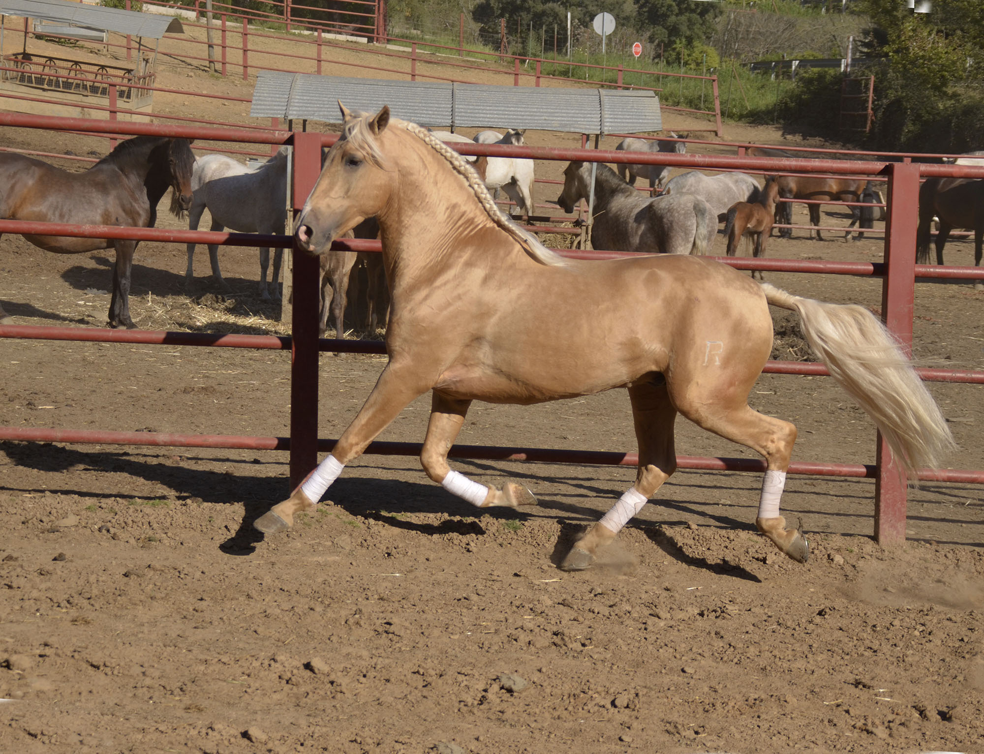 Listado de Caballos en Venta